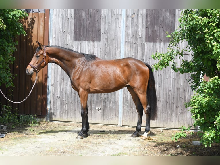 Oldenburgo Caballo castrado 3 años 174 cm Castaño in Geilenkirchen