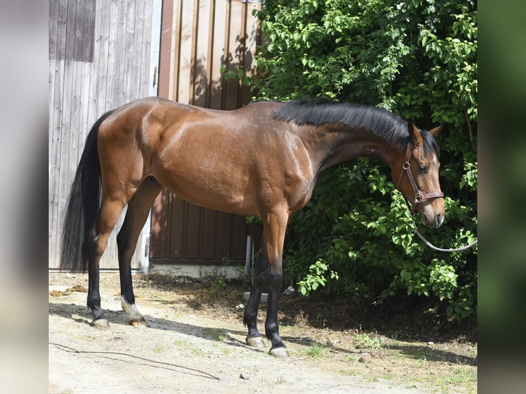 Oldenburgo Caballo castrado 3 años 174 cm Castaño in Geilenkirchen