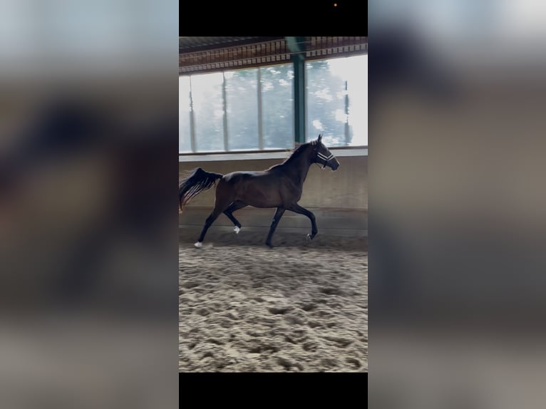 Oldenburgo Caballo castrado 3 años 174 cm Castaño oscuro in Ibbenbüren