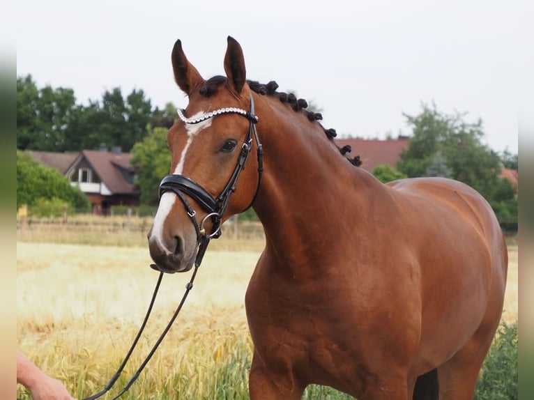 Oldenburgo Caballo castrado 3 años Castaño in Bramsche