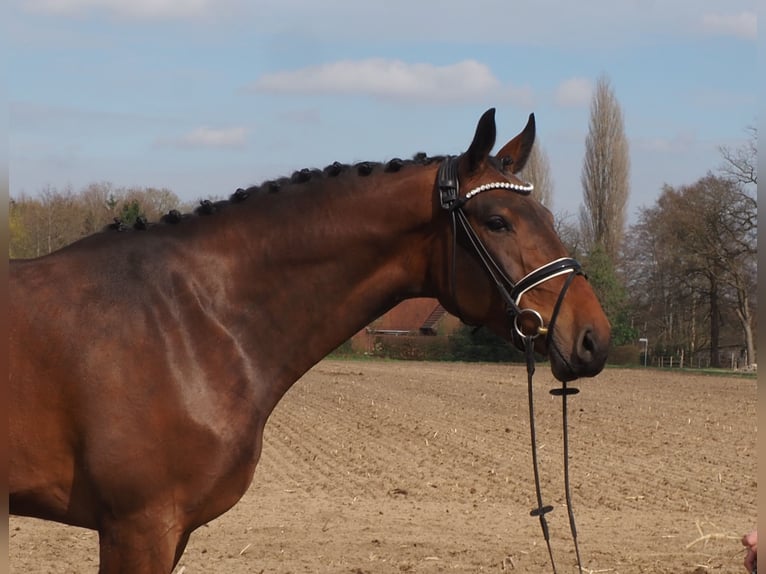 Oldenburgo Caballo castrado 3 años Castaño in Bramsche