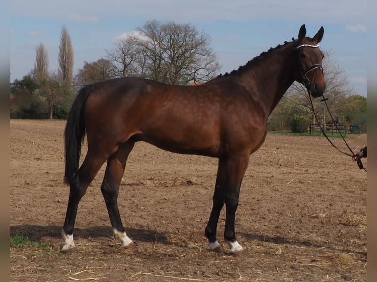 Oldenburgo Caballo castrado 3 años Castaño in Bramsche