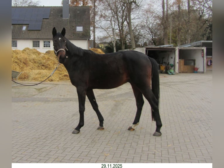 Oldenburgo Caballo castrado 3 años Castaño oscuro in Dortmund