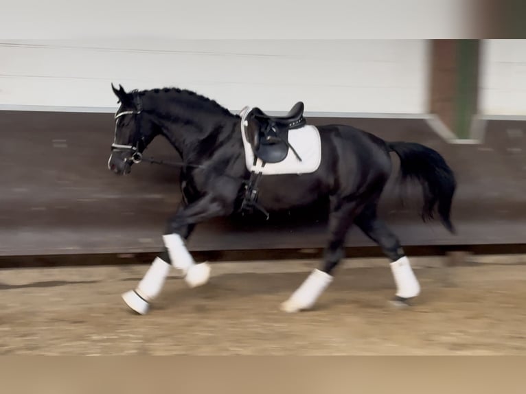 Oldenburgo Caballo castrado 3 años Negro in Bramsche