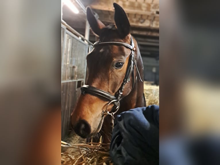 Oldenburgo Caballo castrado 4 años 156 cm Castaño in Buxtehude