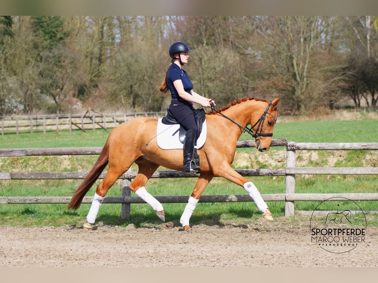 Oldenburgo Caballo castrado 4 años 158 cm Alazán in Thuine