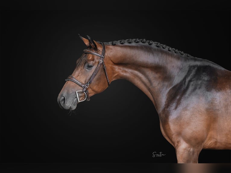 Oldenburgo Caballo castrado 4 años 160 cm in Zduchovice