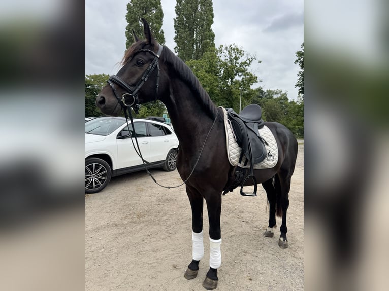 Oldenburgo Caballo castrado 4 años 160 cm Negro in Hilden