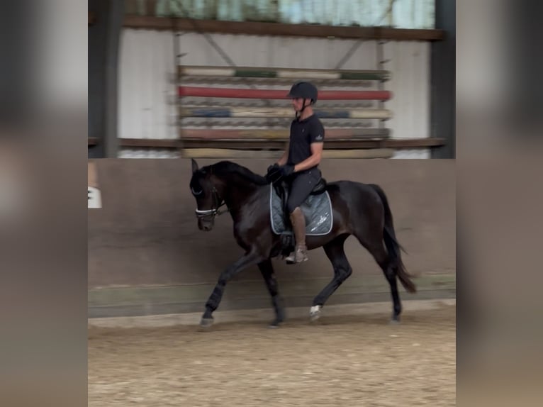 Oldenburgo Caballo castrado 4 años 160 cm Negro in Hilden