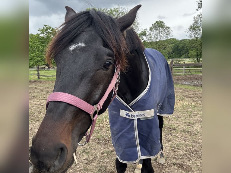 Oldenburgo Caballo castrado 4 años 160 cm Negro in Hilden