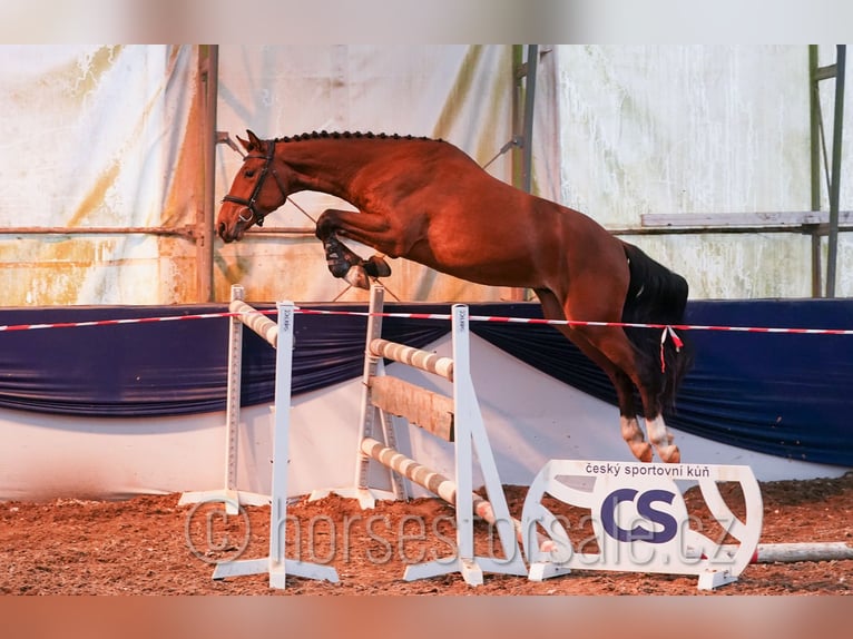 Oldenburgo Caballo castrado 4 años 161 cm Castaño in Region Prag