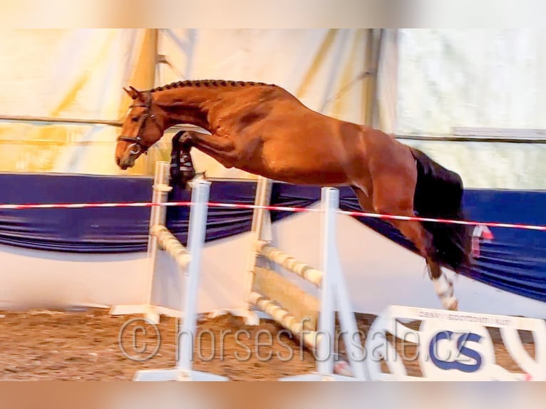 Oldenburgo Caballo castrado 4 años 161 cm Castaño in Region Prag