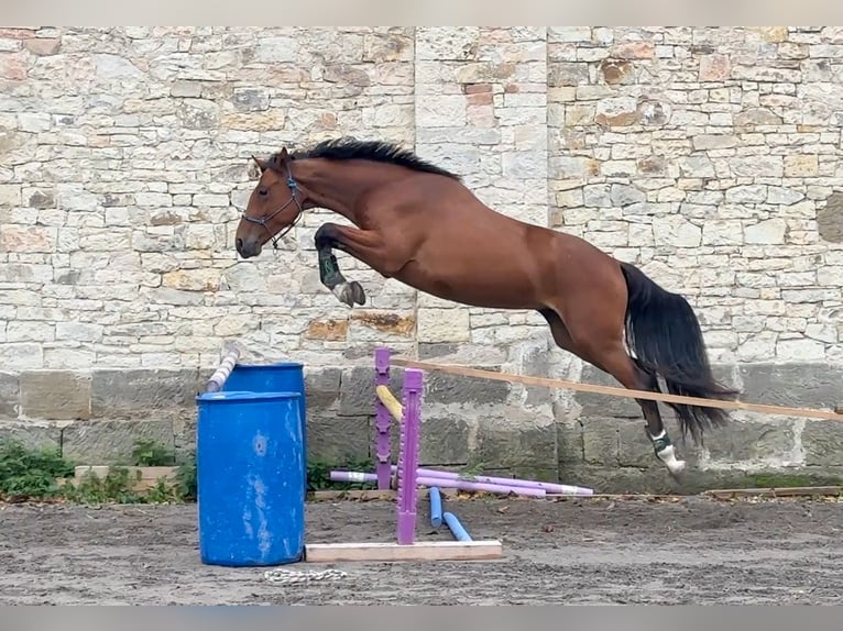 Oldenburgo Caballo castrado 4 años 161 cm Castaño in Region Prag