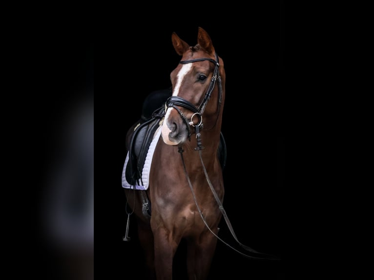 Oldenburgo Caballo castrado 4 años 162 cm Alazán-tostado in Roßdorf