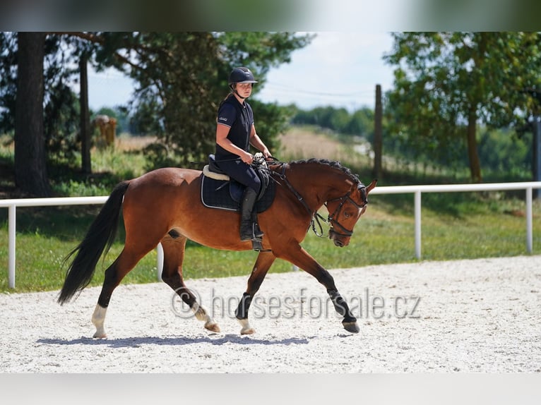 Oldenburgo Caballo castrado 4 años 162 cm Castaño in Tyn nad Vltavou