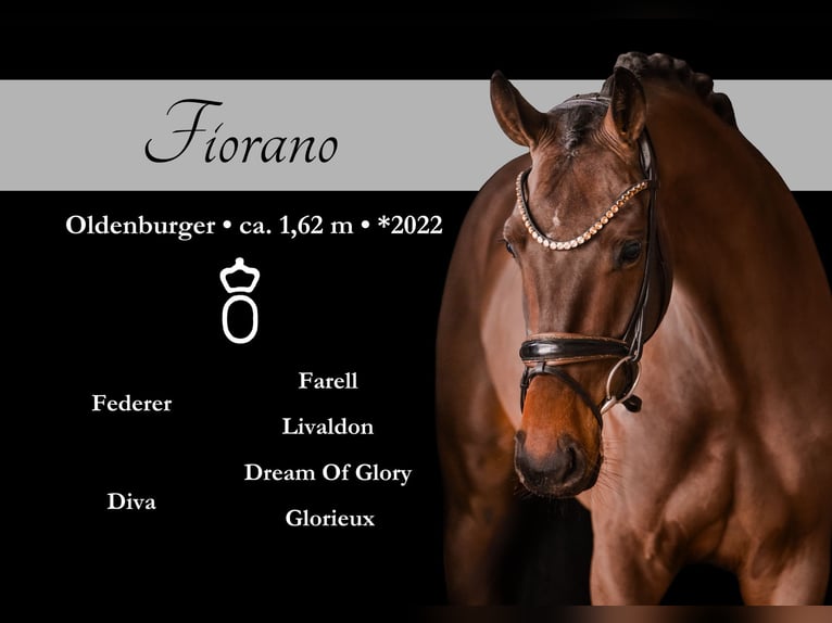 Oldenburgo Caballo castrado 4 años 162 cm Castaño oscuro in Wehringen