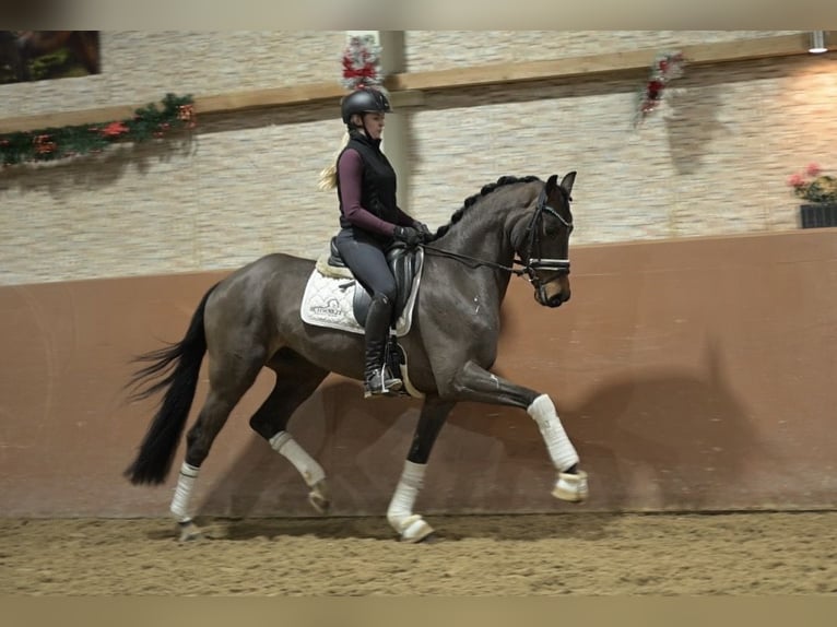 Oldenburgo Caballo castrado 4 años 162 cm Castaño oscuro in Wehringen