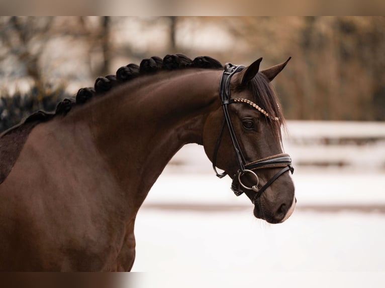 Oldenburgo Caballo castrado 4 años 162 cm Morcillo in Wehringen