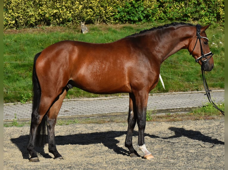 Oldenburgo Caballo castrado 4 años 163 cm Castaño in F&#xFC;rstenau