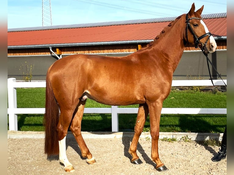 Oldenburgo Caballo castrado 4 años 164 cm Alazán in Wernau