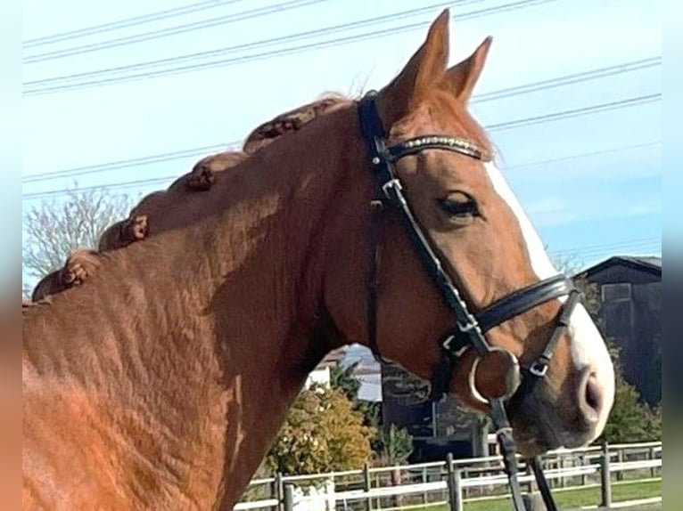 Oldenburgo Caballo castrado 4 años 164 cm Alazán in Wernau