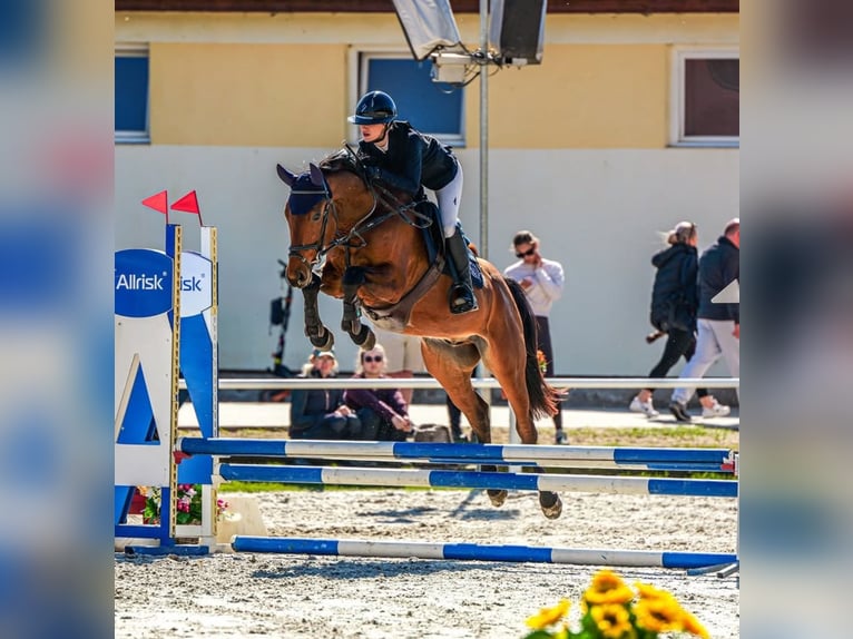 Oldenburgo Caballo castrado 4 años 164 cm Castaño rojizo in Prague