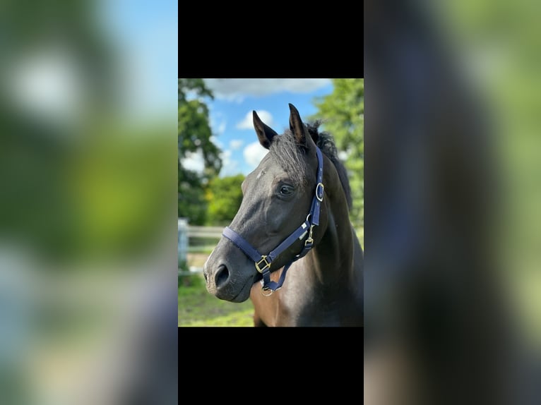 Oldenburgo Caballo castrado 4 años 164 cm Negro in Vechta