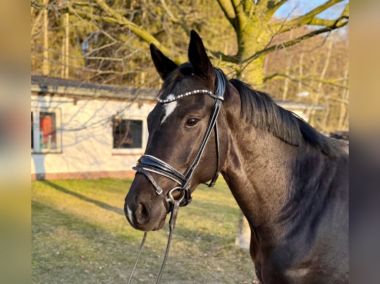 Oldenburgo Caballo castrado 4 años 164 cm Negro in Schierensee