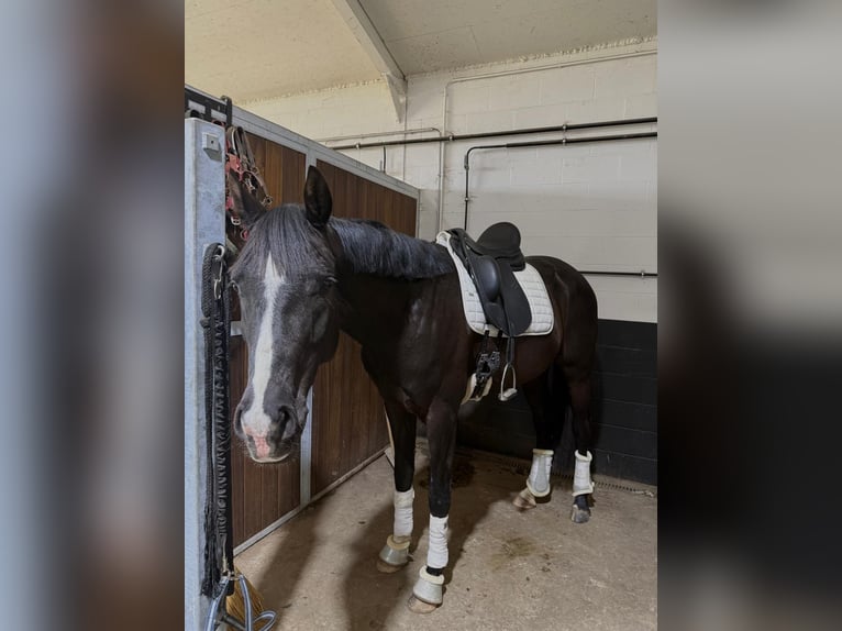 Oldenburgo Caballo castrado 4 años 164 cm Negro in Diepenbeek