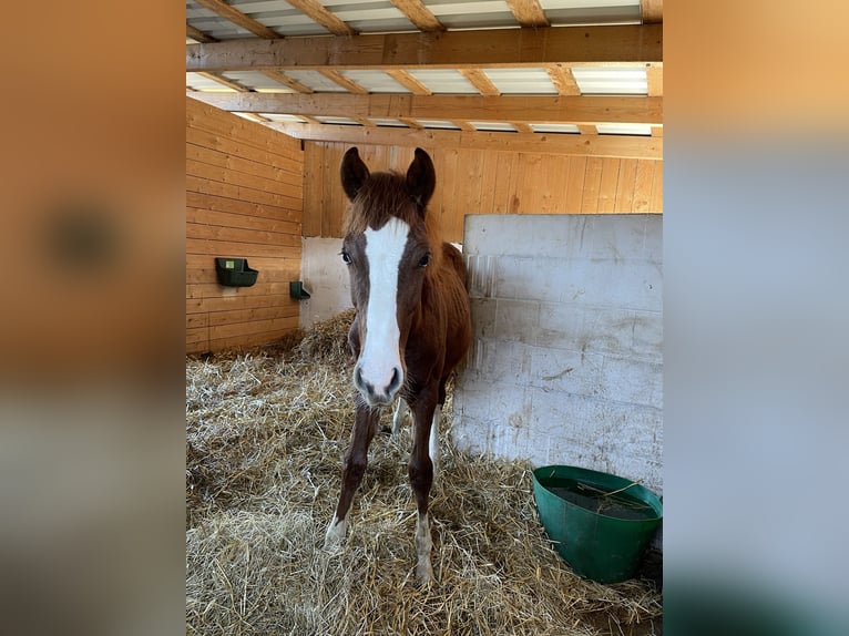 Oldenburgo Caballo castrado 4 años 165 cm Alazán in Hambühren