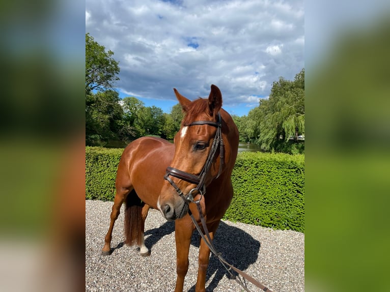 Oldenburgo Caballo castrado 4 años 165 cm Alazán in Gettorf