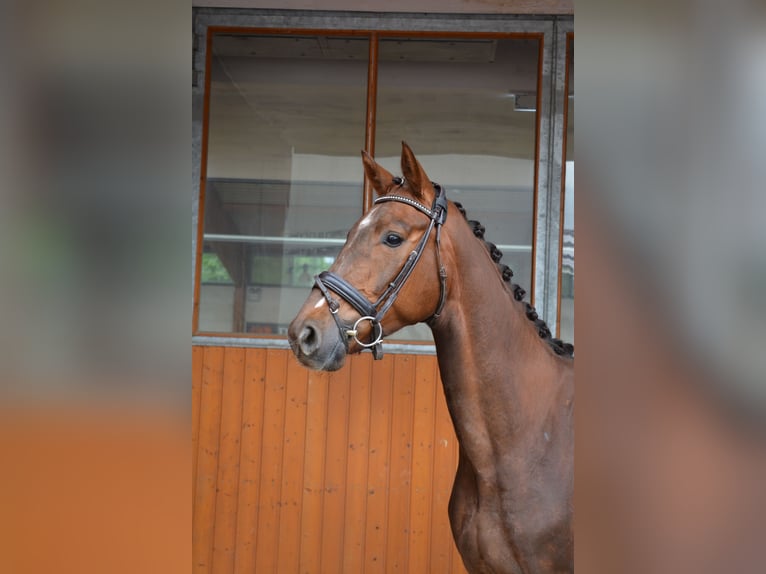 Oldenburgo Caballo castrado 4 años 165 cm Alazán in M&#xFC;nchen