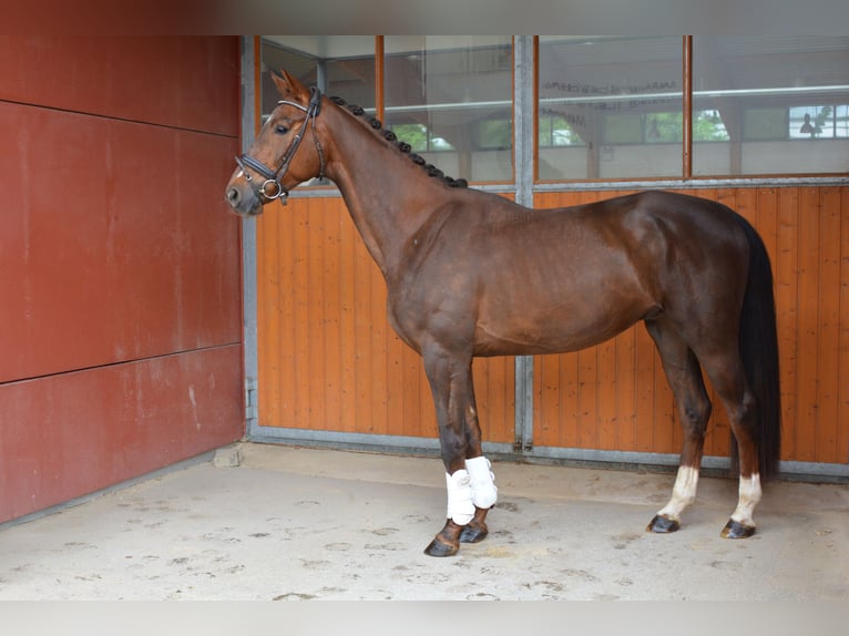 Oldenburgo Caballo castrado 4 años 165 cm Alazán in M&#xFC;nchen