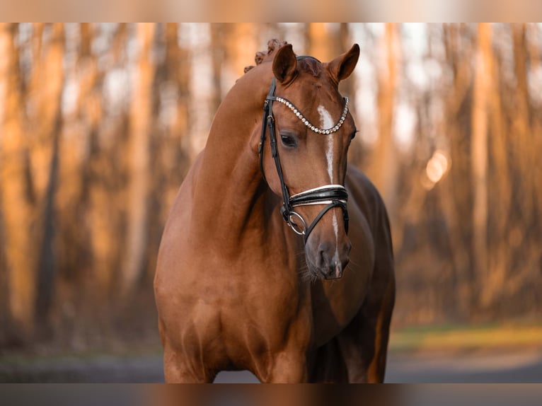 Oldenburgo Caballo castrado 4 años 165 cm Alazán in Wehringen