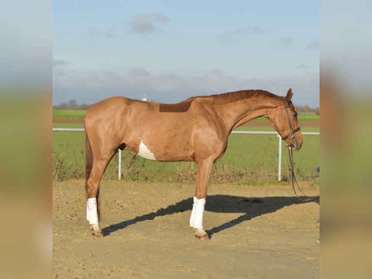 Oldenburgo Caballo castrado 4 años 165 cm Alazán in Geilenkirchen