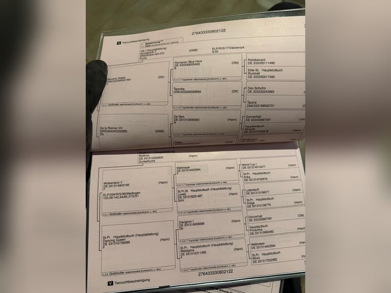 Oldenburgo Caballo castrado 4 años 165 cm Alazán-tostado in Tass