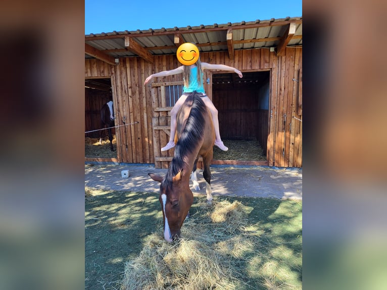 Oldenburgo Caballo castrado 4 años 165 cm Castaño in Heyen