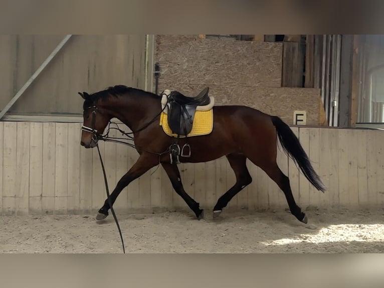 Oldenburgo Caballo castrado 4 años 165 cm Castaño in Prichsenstadt