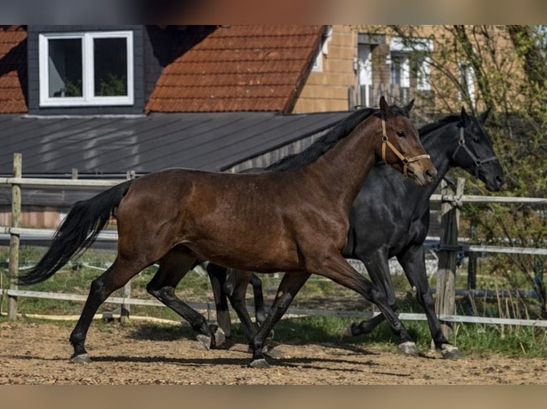 Oldenburgo Caballo castrado 4 años 165 cm Castaño in Prichsenstadt