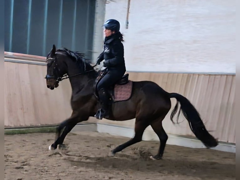 Oldenburgo Caballo castrado 4 años 165 cm Castaño in Wald