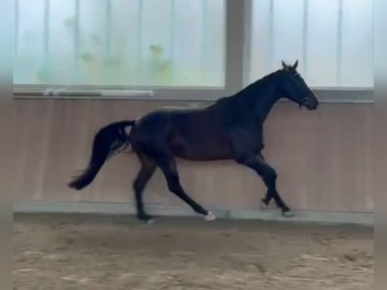 Oldenburgo Caballo castrado 4 años 165 cm Castaño in Wald