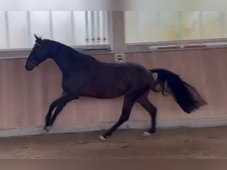 Oldenburgo Caballo castrado 4 años 165 cm Castaño in Wald