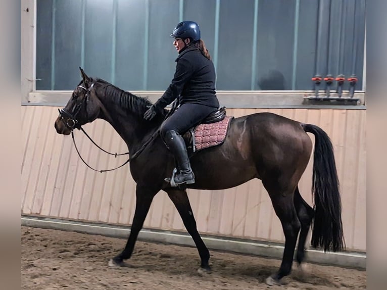 Oldenburgo Caballo castrado 4 años 165 cm Castaño in Wald