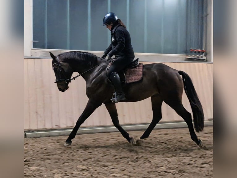 Oldenburgo Caballo castrado 4 años 165 cm Castaño in Wald