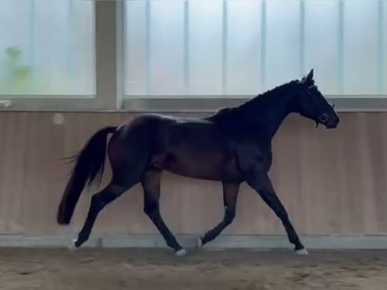 Oldenburgo Caballo castrado 4 años 165 cm Castaño in Wald