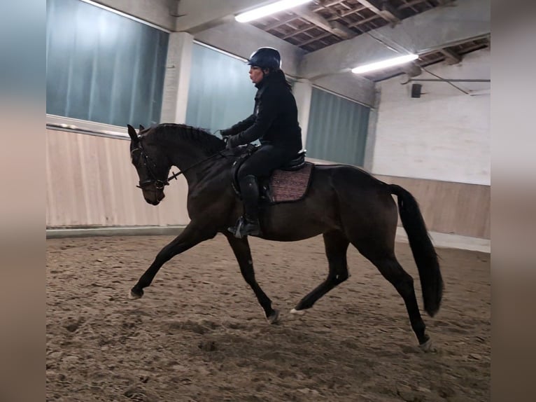 Oldenburgo Caballo castrado 4 años 165 cm Castaño in Wald