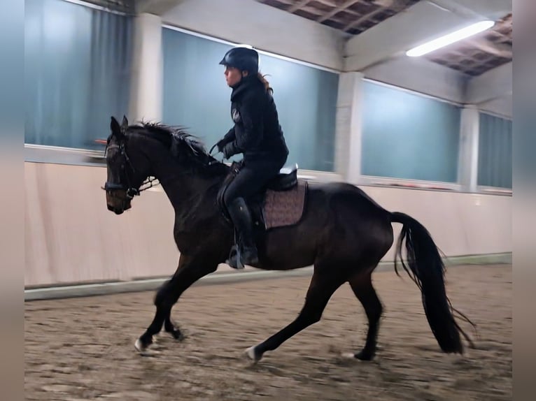 Oldenburgo Caballo castrado 4 años 165 cm Castaño in Wald