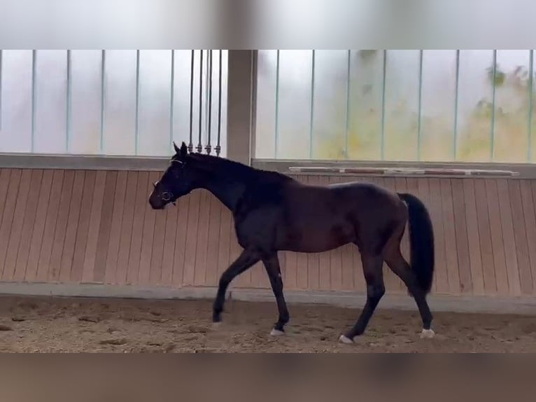 Oldenburgo Caballo castrado 4 años 165 cm Castaño in Wald