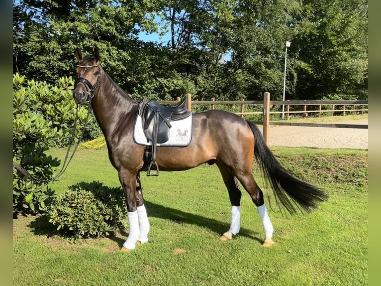 Oldenburgo Caballo castrado 4 años 165 cm Castaño oscuro in Ganderkesee