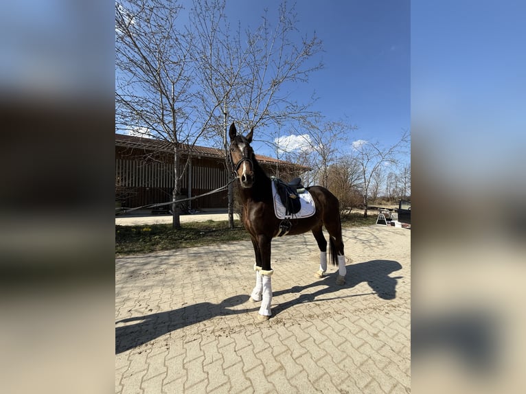 Oldenburgo Caballo castrado 4 años 165 cm Castaño oscuro in Hohenbrunn